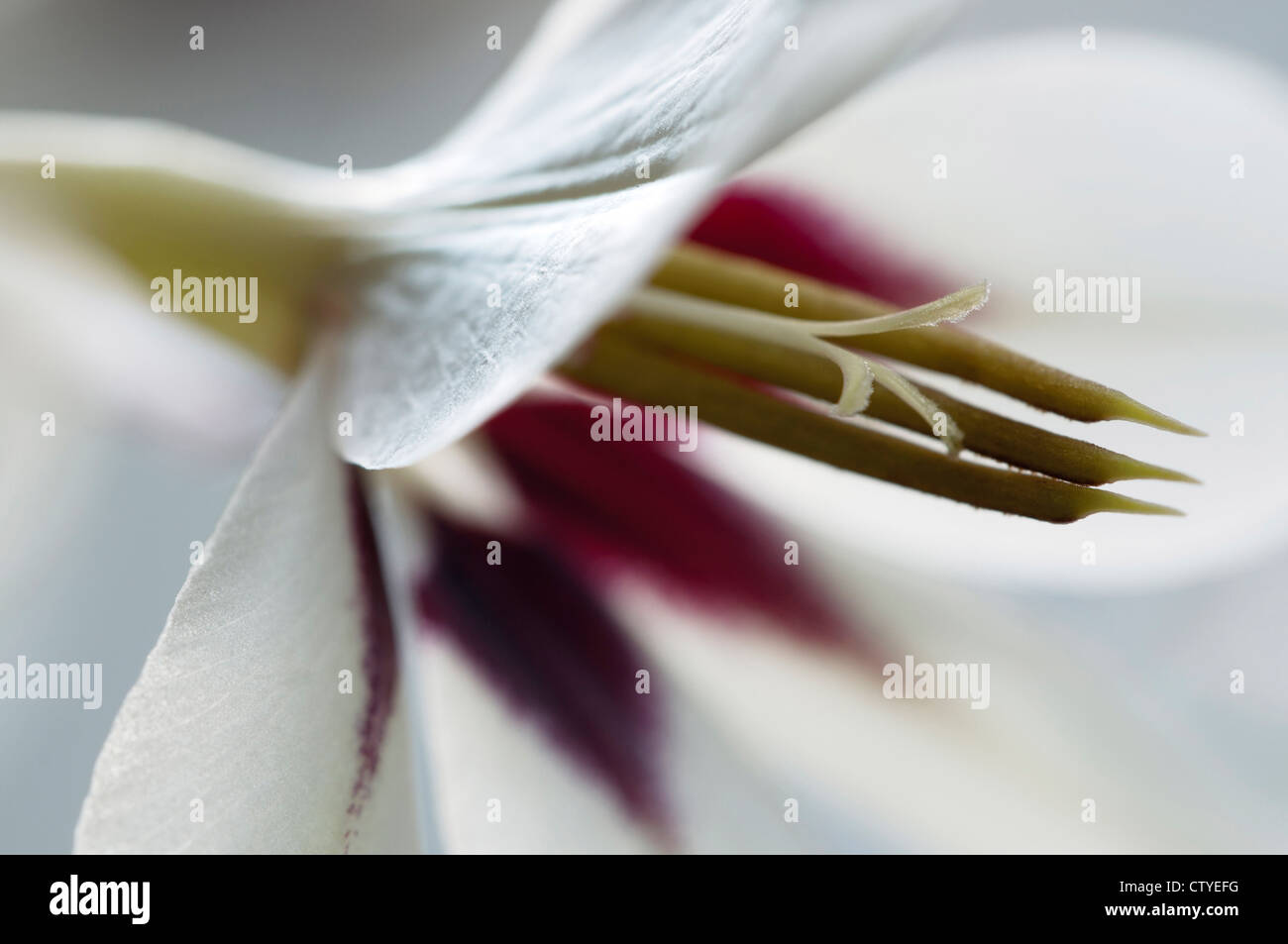 Acidanthera flower, macro shot, local focus Stock Photo