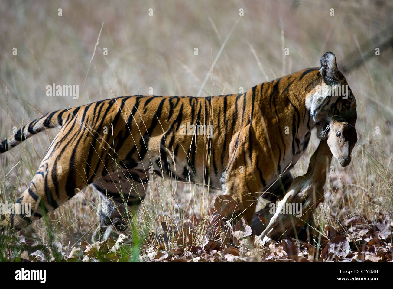Bengal Tiger with prey a spotted deer in its mouth Stock Photo - Alamy