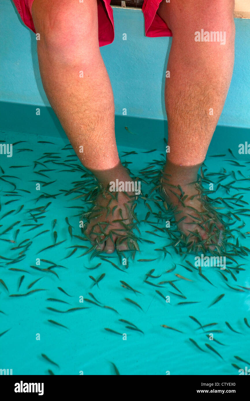 Foot pedicure given by doctor fish on the island of Ko Samui, Thailand. Stock Photo