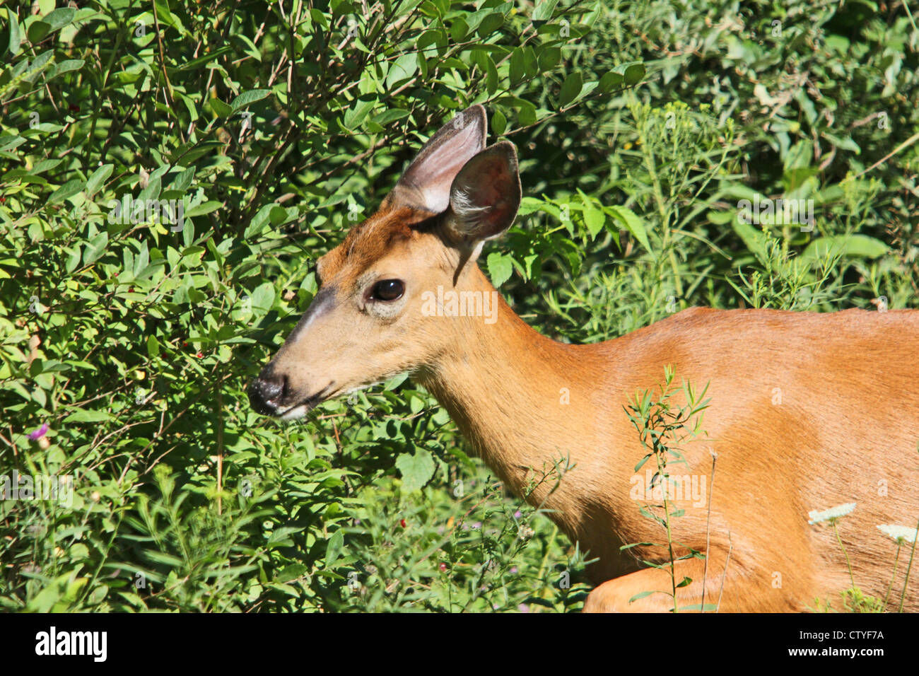 A whitetail doe in her summer coat. Stock Photo