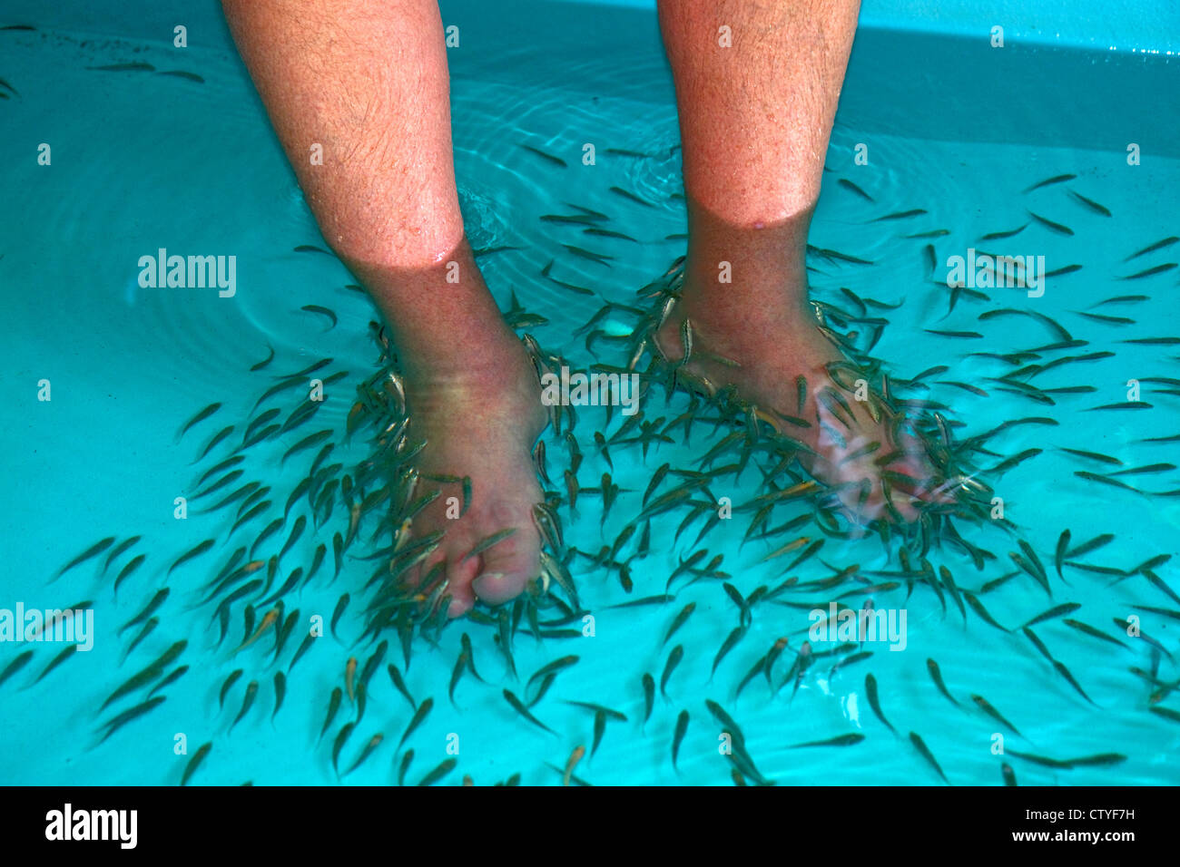 Foot pedicure given by doctor fish on the island of Ko Samui, Thailand. Stock Photo