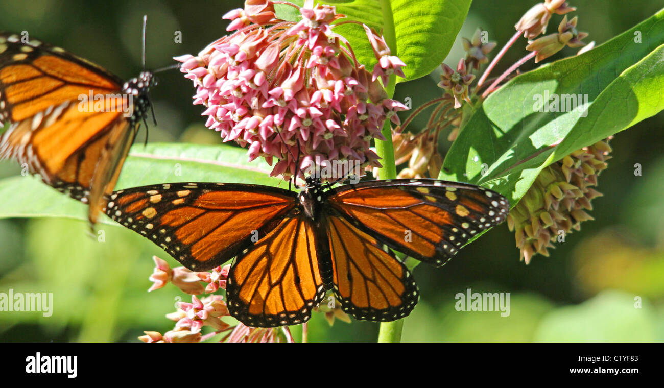 Two monarch butterflies on a milkweed flower Stock Photo Alamy
