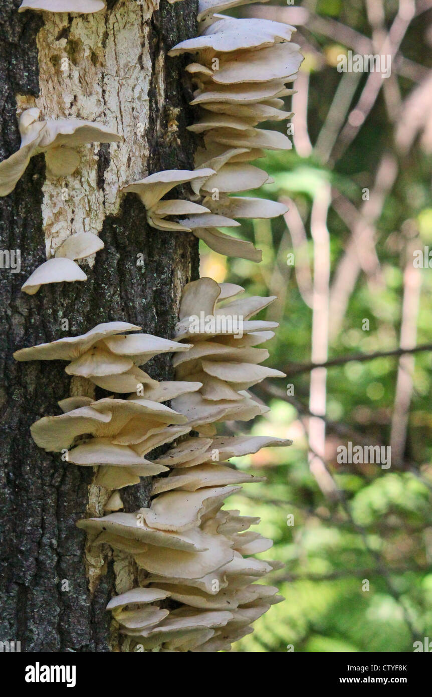 Aspen oyster mushroom hires stock photography and images Alamy