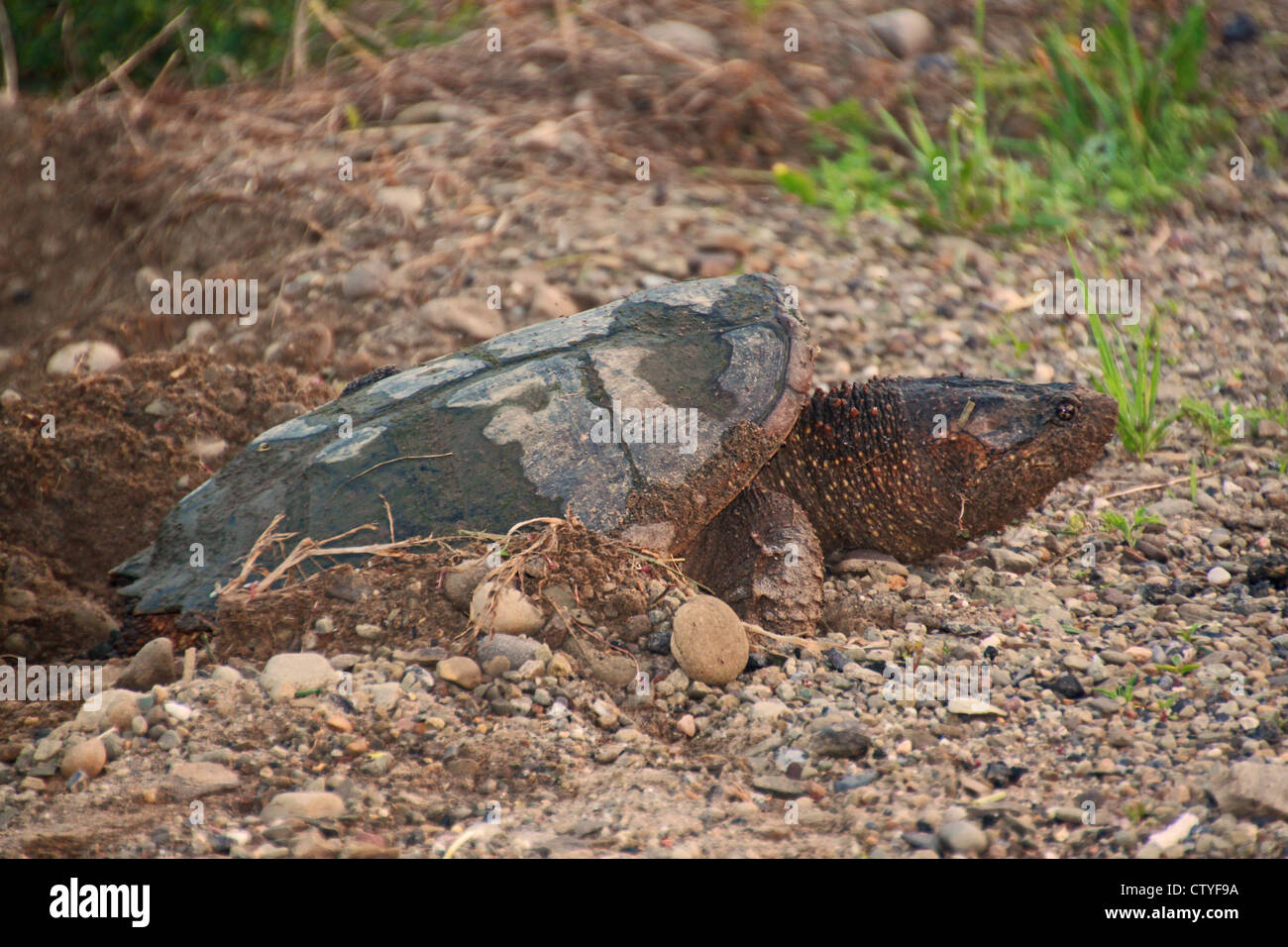A snapping turtle lays her eggs. Stock Photo