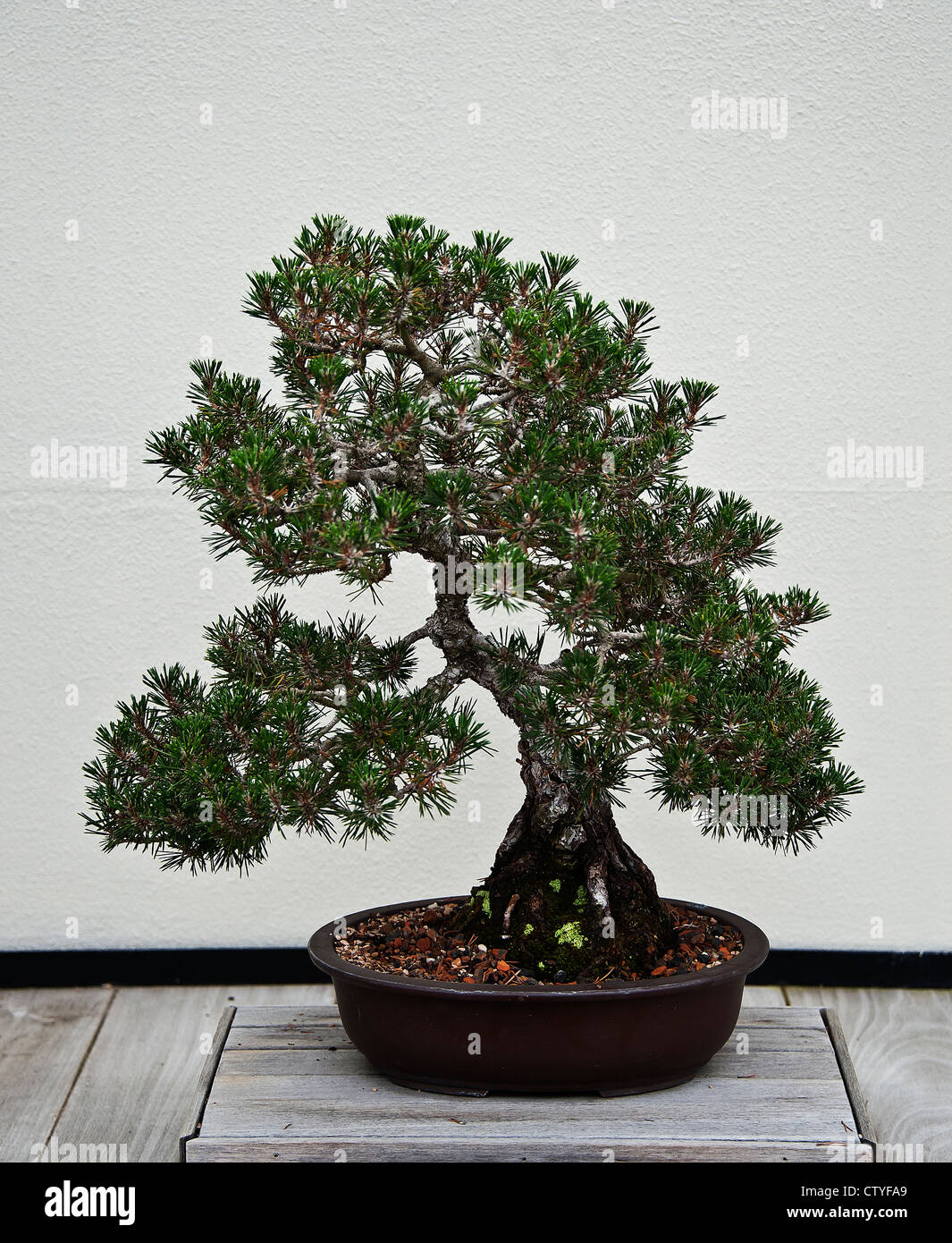 Japanese Black Pine bonsai tree. Stock Photo