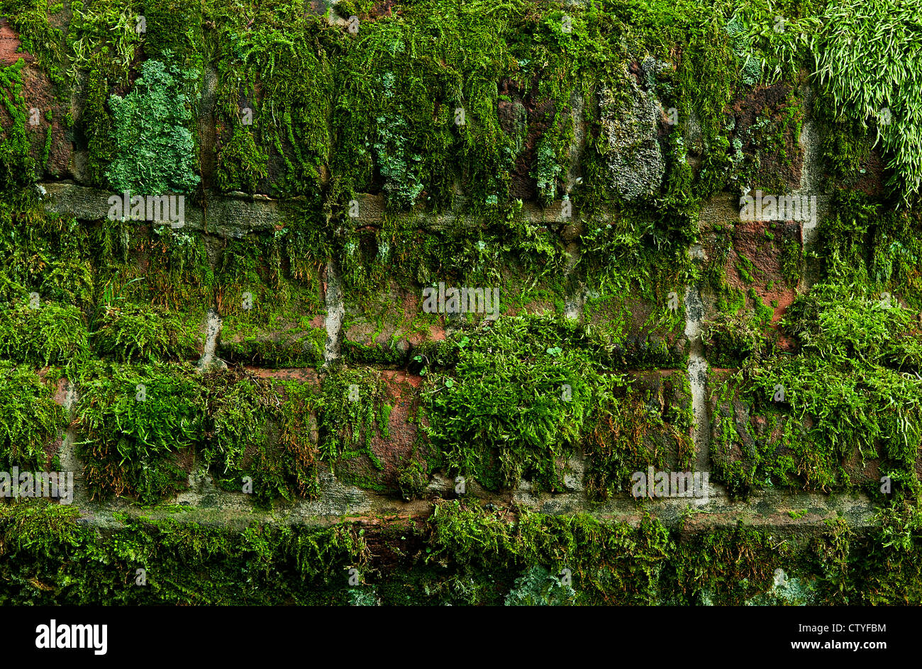 Moss covered brick wall. Stock Photo