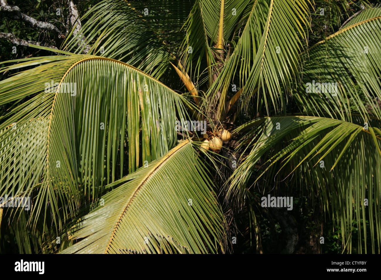 Green coconuts on green coconut tree with green leaves in kerala india south india fresh during