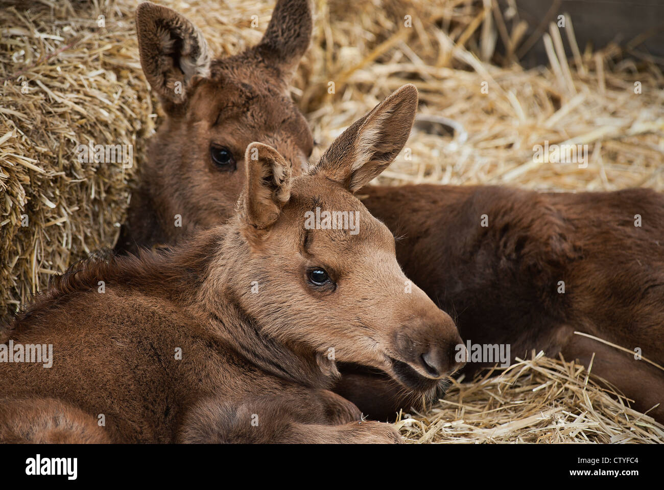 Rescued young moose calves, Alaska, USA Stock Photo