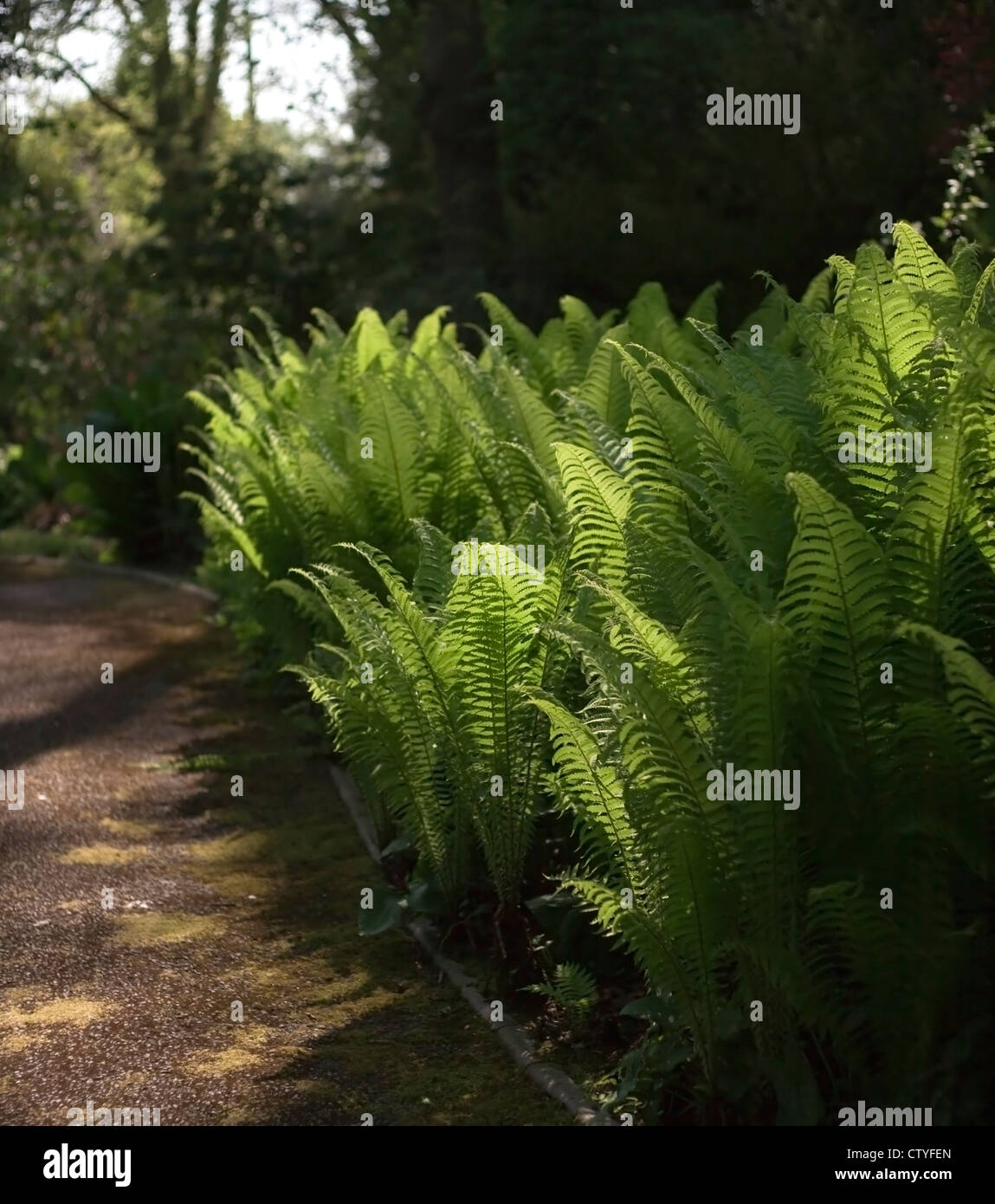 Architectural, moisture loving fern, Matteuccia struthiopteris, AGM, (Shuttlecock Fern), edges a shady woodland path. UK, April Stock Photo