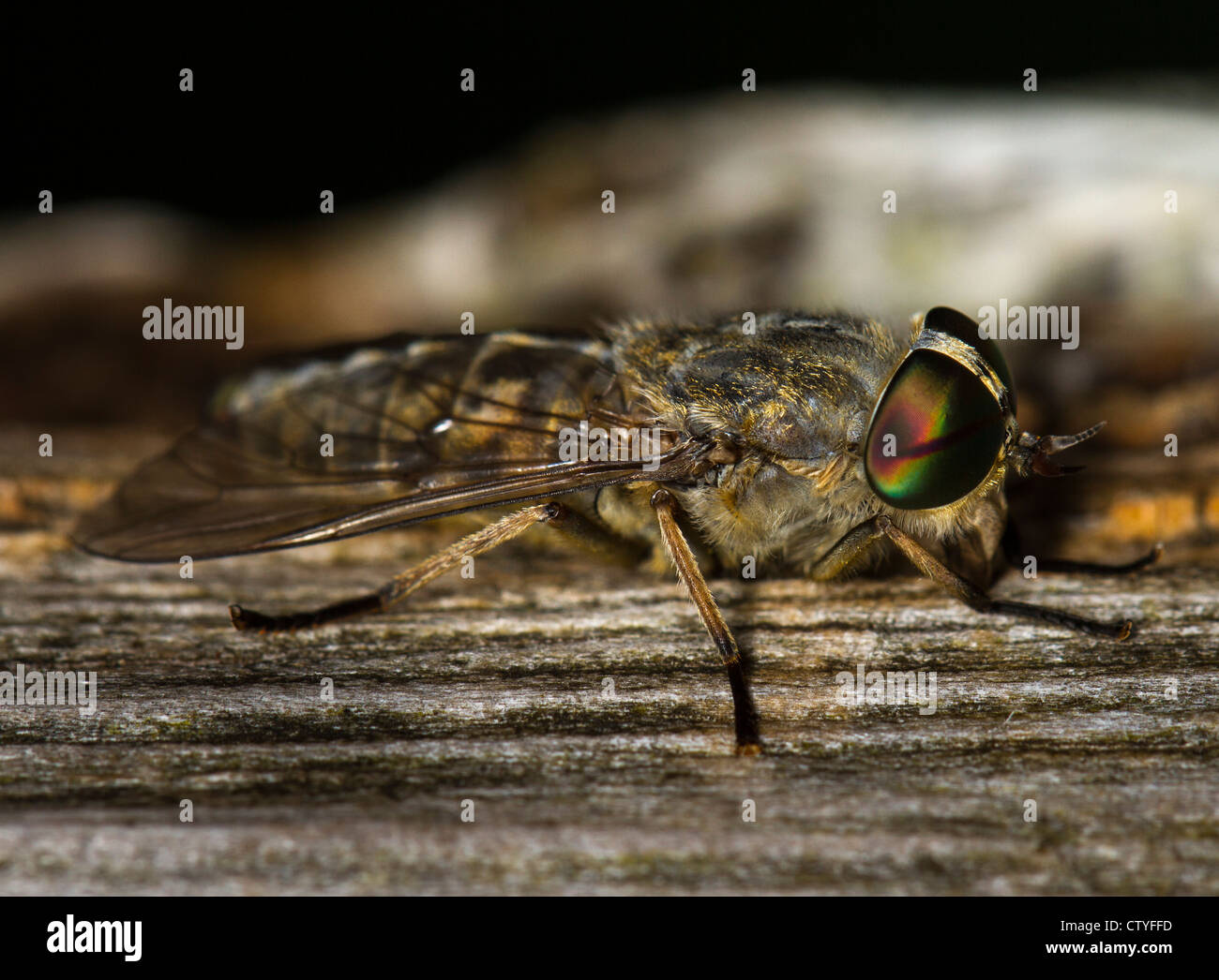 Female Tabanus bovinus (pale giant horse-fly) Stock Photo