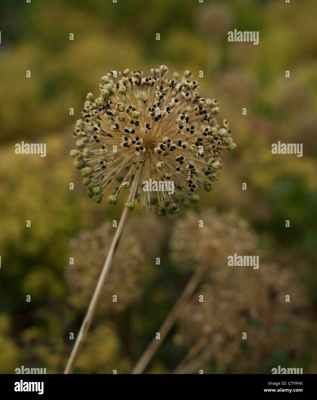 May flowering Allium hollandicum, 'Purple Sensation', sun-dried brown flowerhead with black ripened seeds, July Stock Photo