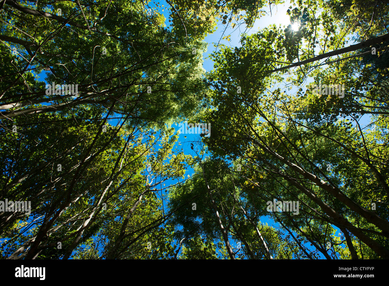 Canopy of leaves hi-res stock photography and images - Alamy