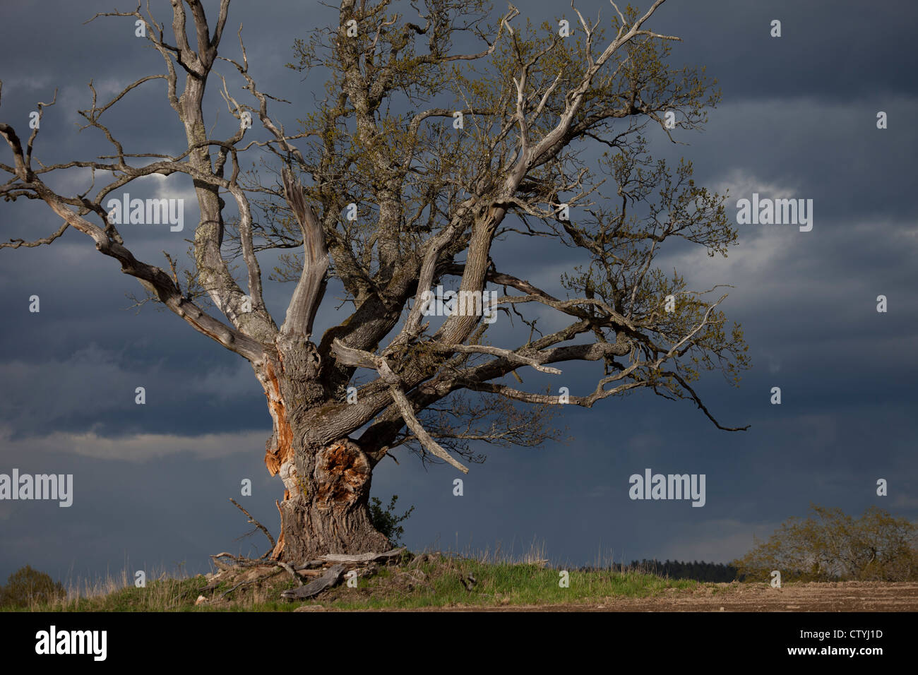 Old oak tree against a stormy sky Stock Photo - Alamy