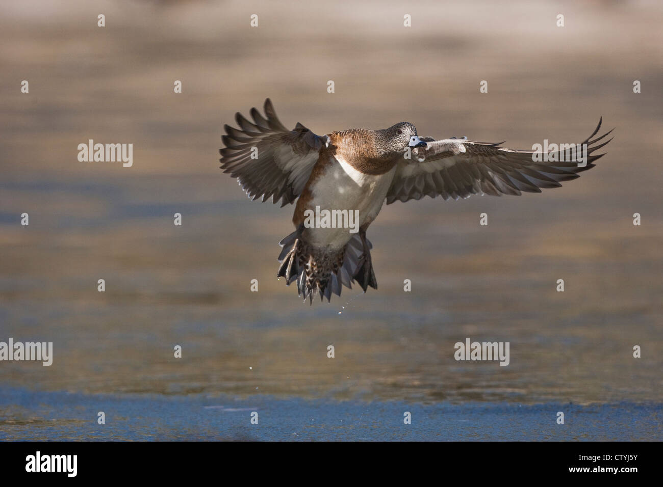 American Wigeon (Anas americana) adult landing, Bosque del Apache National Wildlife Refuge , New Mexico, USA Stock Photo