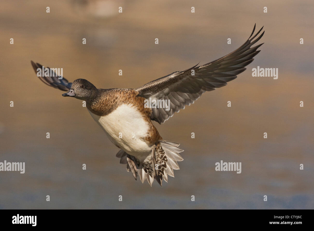 American Wigeon (Anas americana) adult landing, Bosque del Apache National Wildlife Refuge , New Mexico, USA Stock Photo