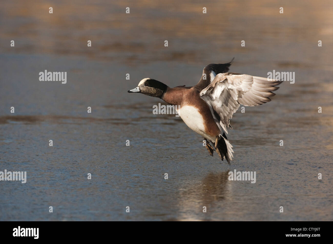 American Wigeon (Anas americana) adult landing, Bosque del Apache National Wildlife Refuge , New Mexico, USA Stock Photo