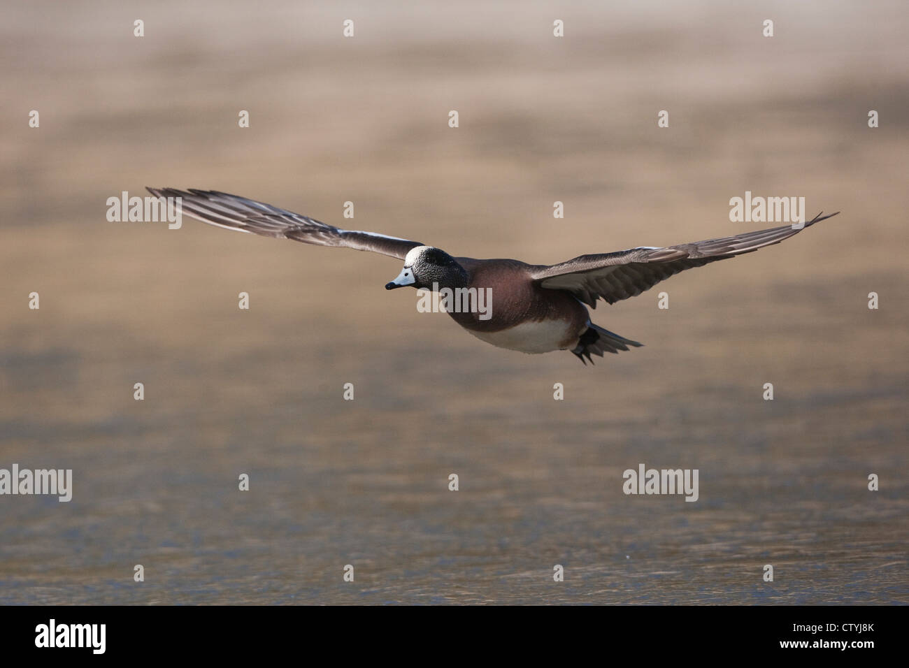 American Wigeon (Anas americana) adult flying, Bosque del Apache National Wildlife Refuge , New Mexico, USA Stock Photo