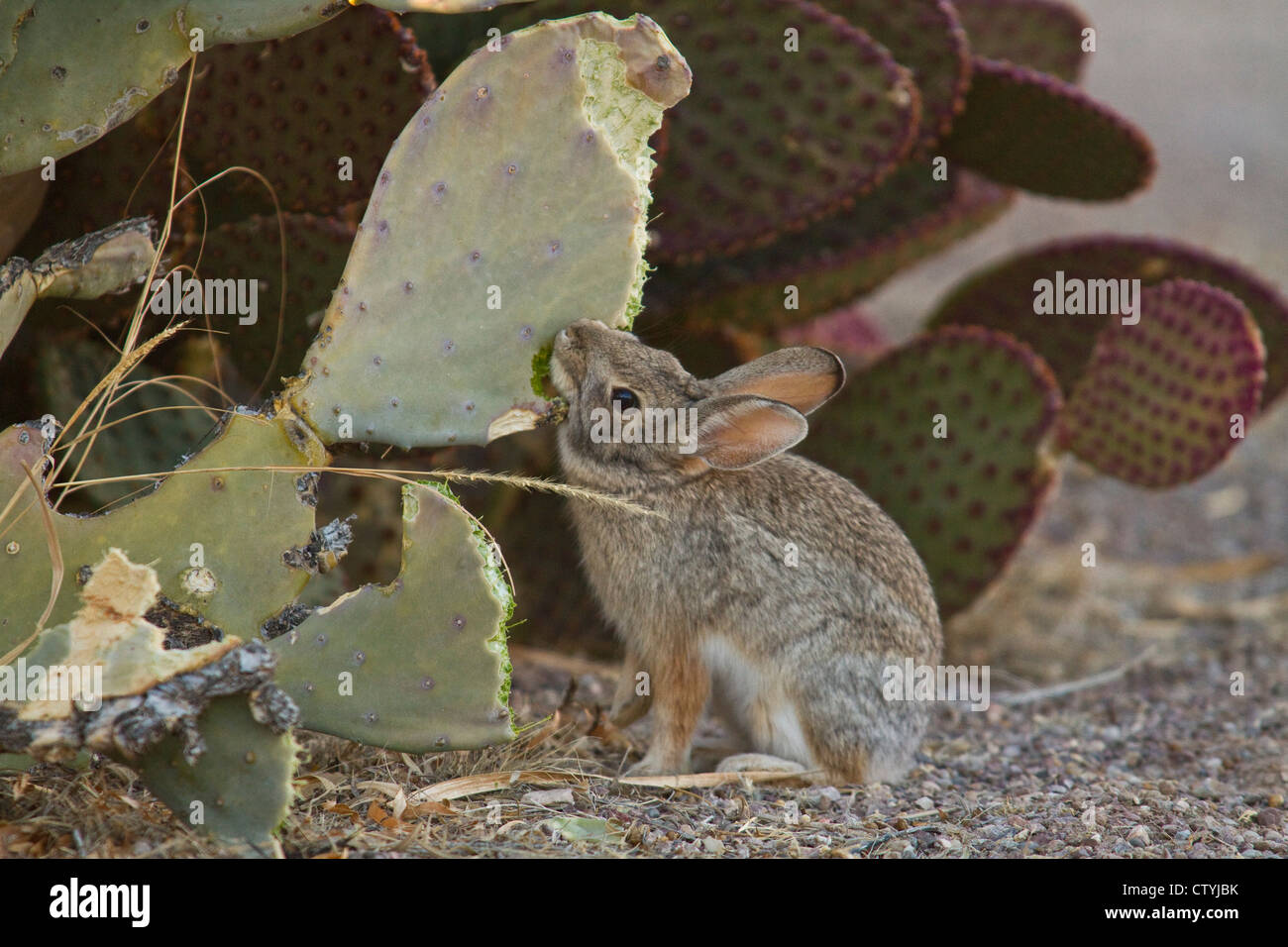 Desert Cottontail (Sylvilagus audubonii) eating cacti, Bosque del Apache National Wildlife Refuge , New Mexico, USA Stock Photo