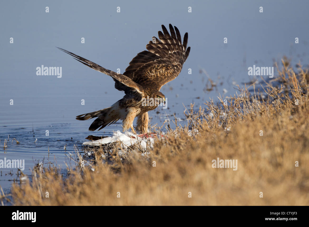 Northern Harrier (Circus cyaneus) adult feeding, Bosque del Apache National Wildlife Refuge , New Mexico, USA Stock Photo