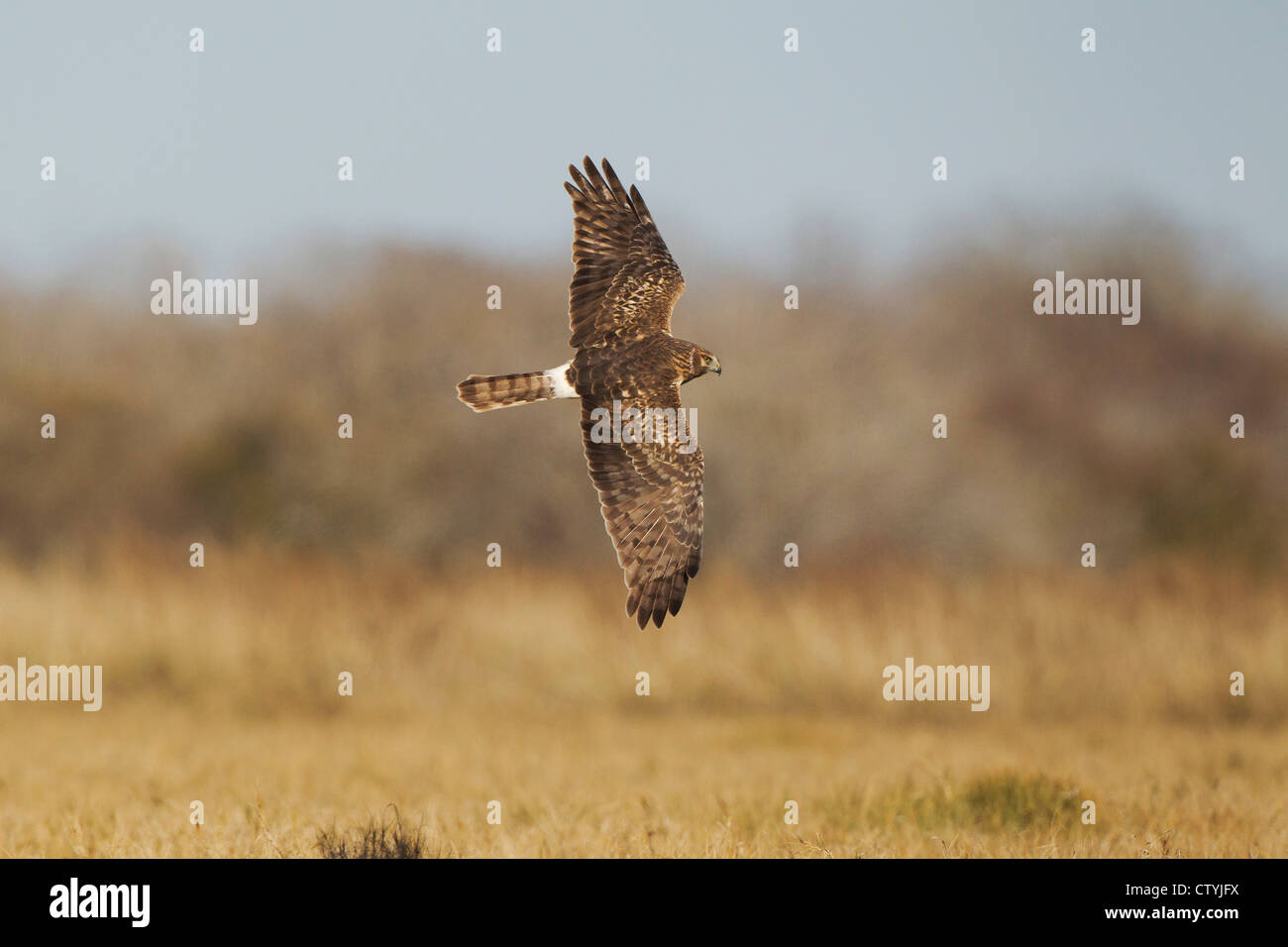 Northern Harrier (Circus cyaneus) adult in flight, Bosque del Apache National Wildlife Refuge , New Mexico, USA Stock Photo