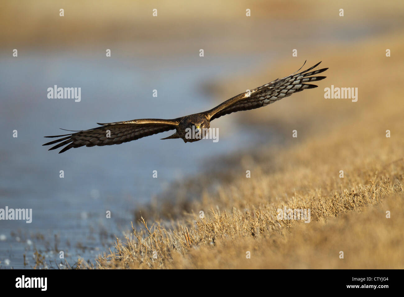 Northern Harrier (Circus cyaneus) adult flying, Bosque del Apache National Wildlife Refuge , New Mexico, USA Stock Photo