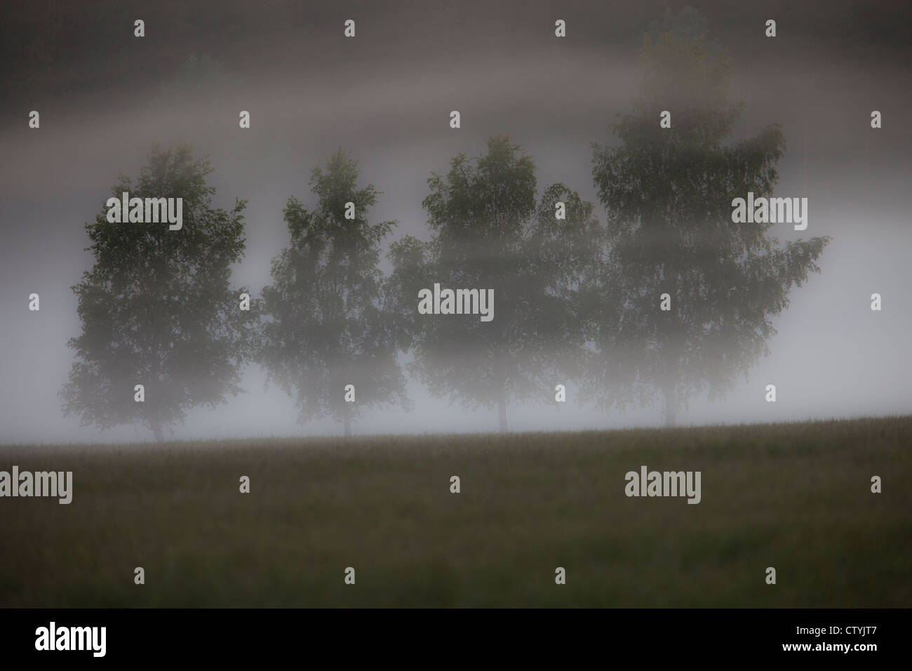 Sunset over a misty forest and field Stock Photo - Alamy
