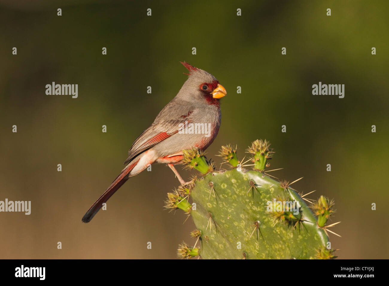 Pyrrhuloxia (Cardinalis sinuatus), male perched on cactus, Starr County, Rio Grande Valley, South Texas, USA Stock Photo