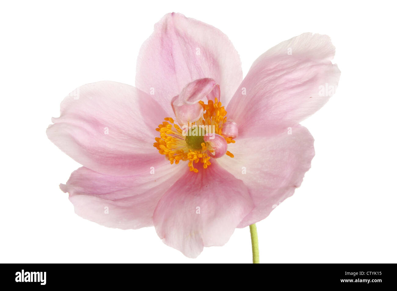 Closeup of an anemone flower Stock Photo