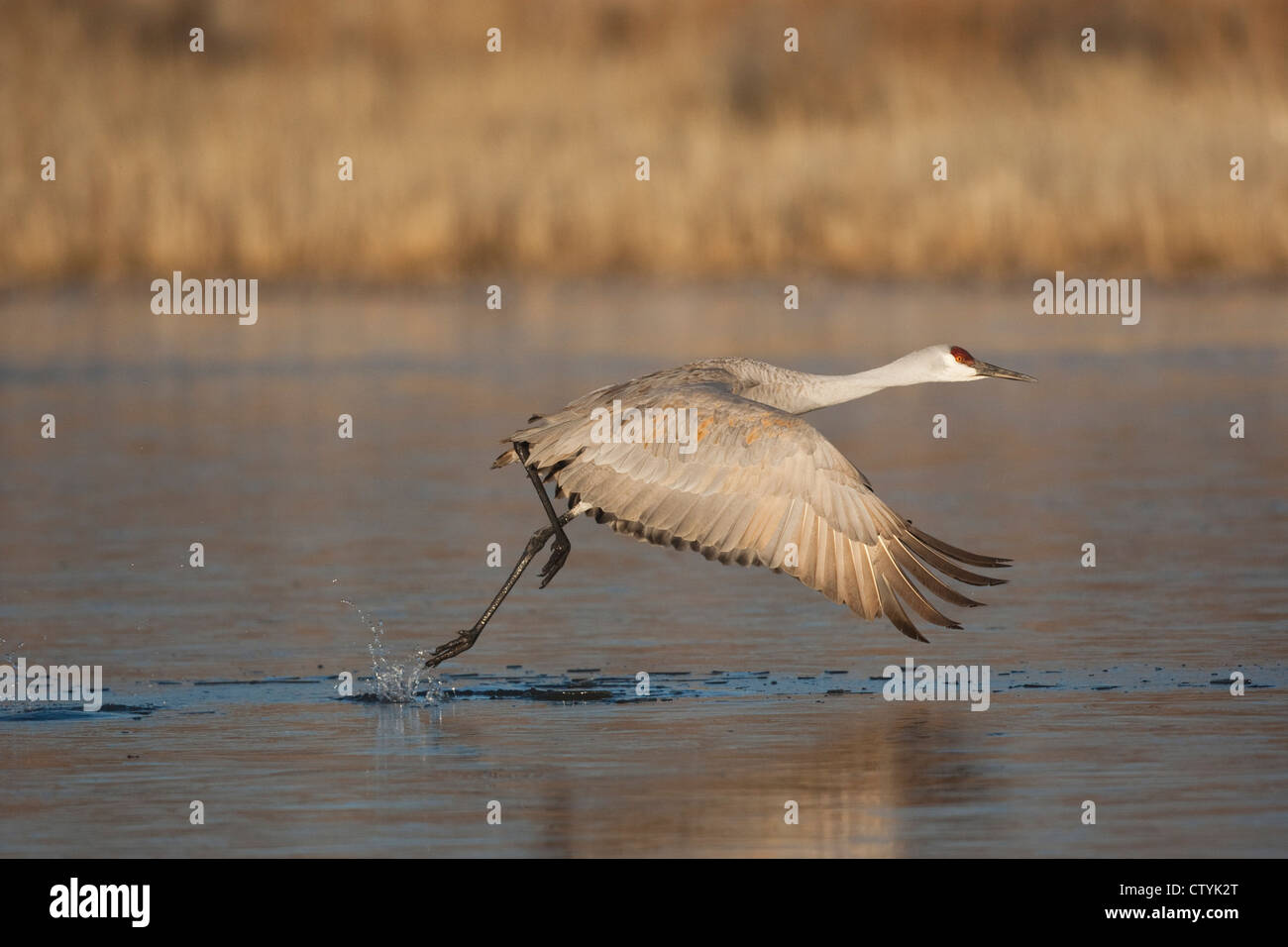 Sandhill Crane (Grus canadensis) adult taking off, Bosque del Apache National Wildlife Refuge , New Mexico, USA Stock Photo