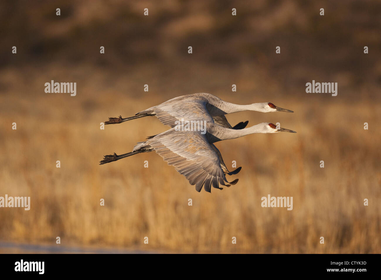 Sandhill Crane (Grus canadensis) adults in flight, Bosque del Apache National Wildlife Refuge , New Mexico, USA Stock Photo
