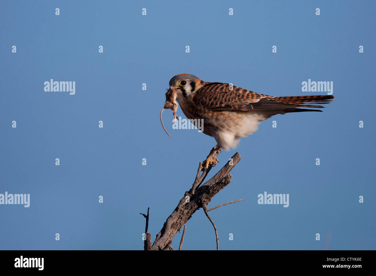 American Kestrel (Falco sparverius) female with mouse prey, Bosque del Apache National Wildlife Refuge , New Mexico, USA Stock Photo