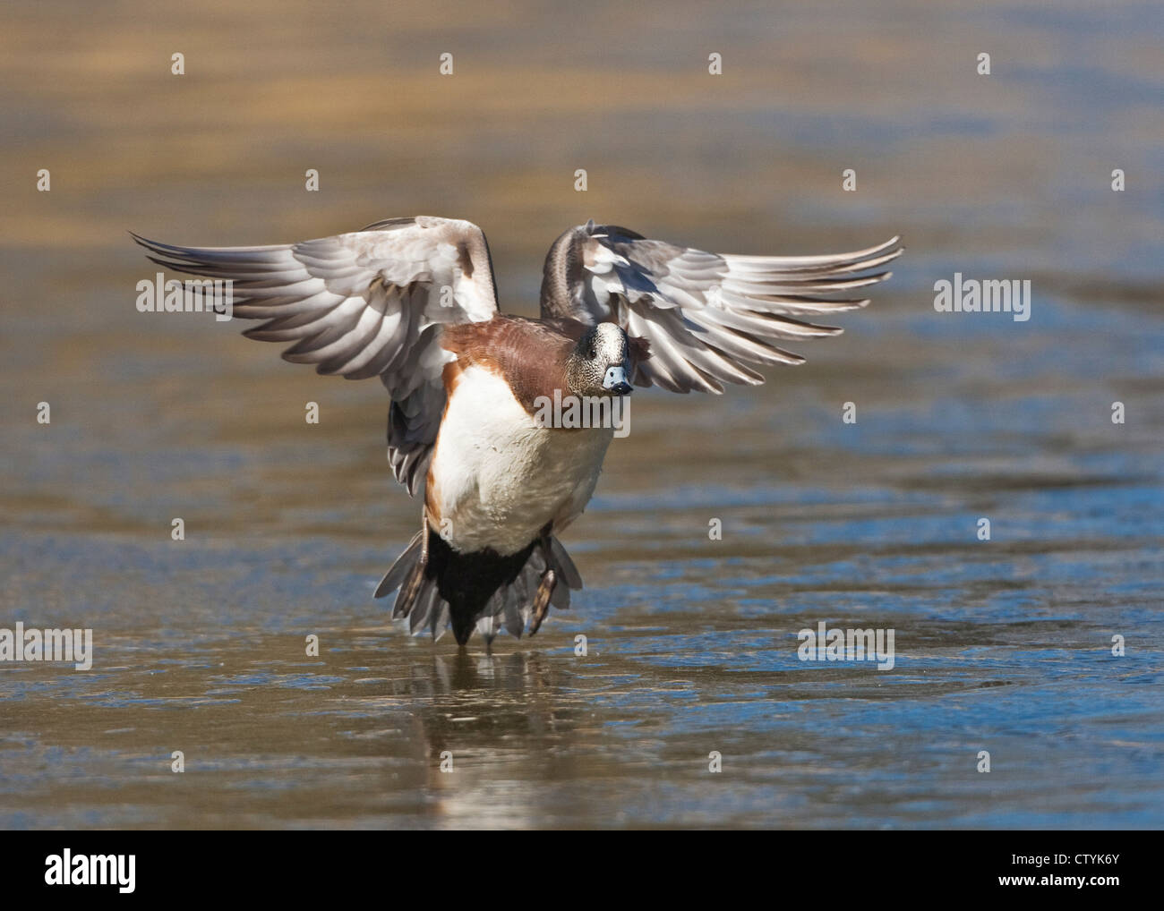 American Wigeon (Anas americana) adult landing, Bosque del Apache National Wildlife Refuge , New Mexico, USA Stock Photo