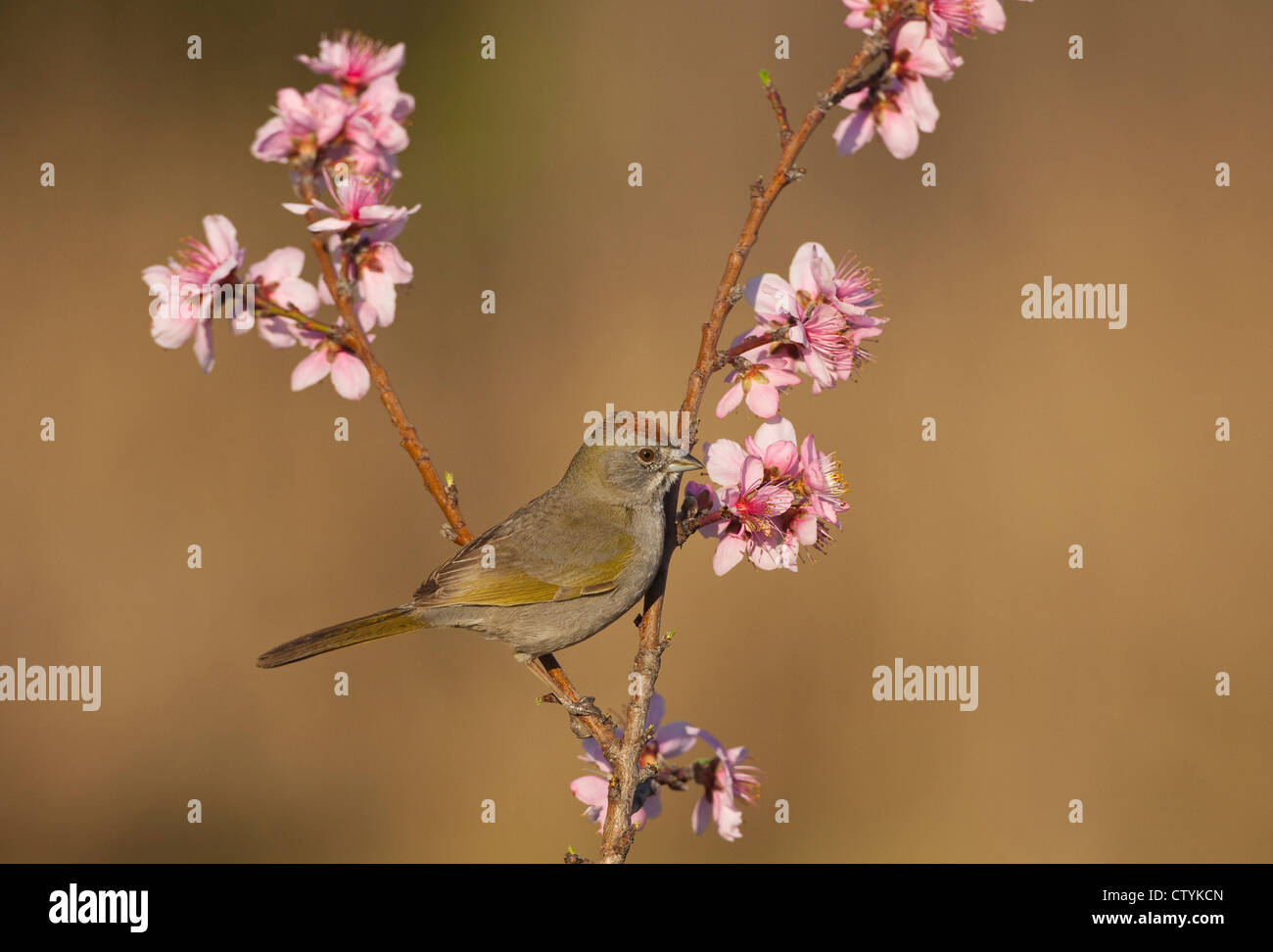 Green-tailed Towhee (Pipilo chlorurus) adult perched on peach blossom, Starr County, Rio Grande Valley, South Texas, USA Stock Photo