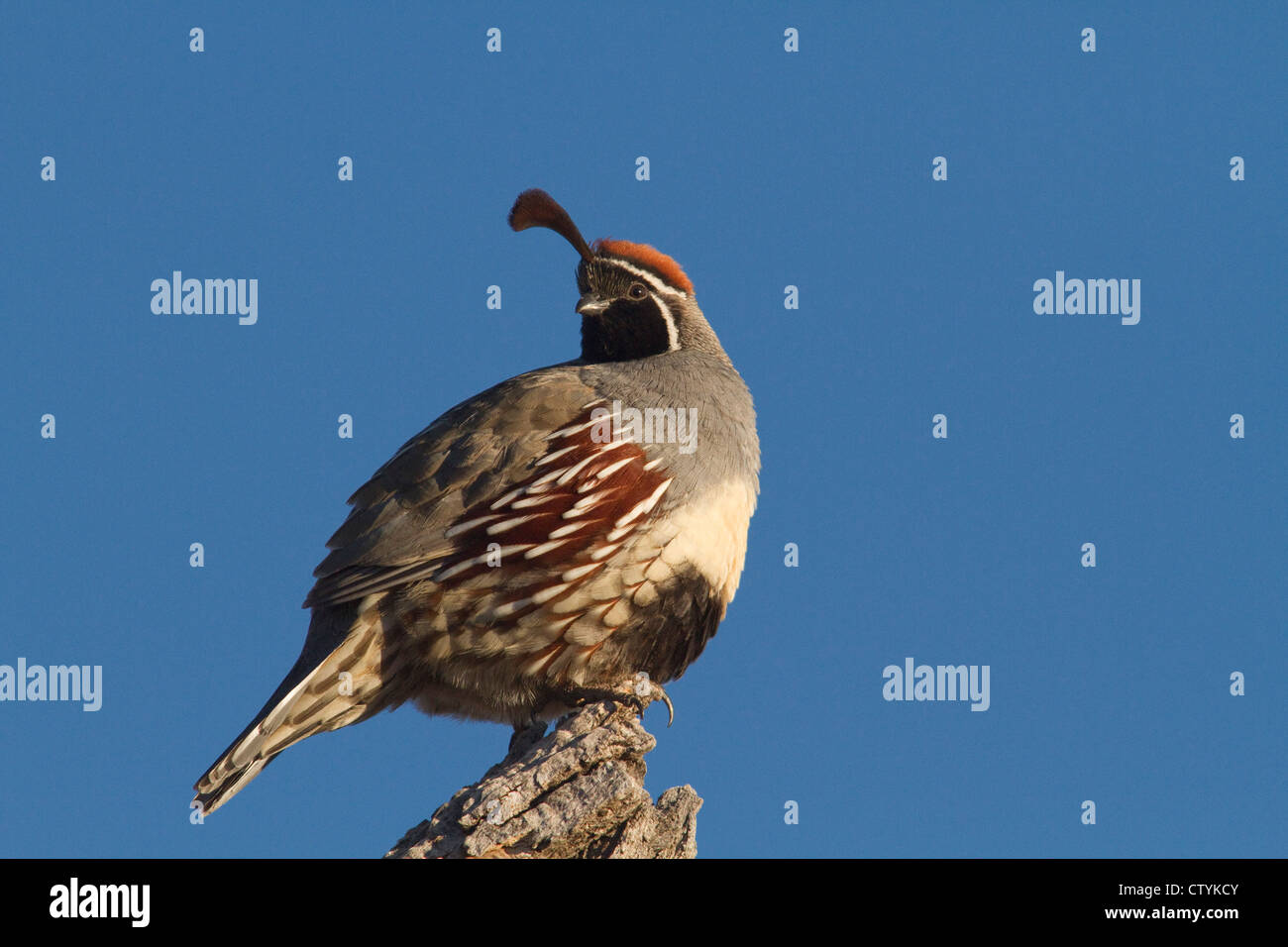 Gambel's Quail (Callipepla gambelli) adult perched, Bosque del Apache National Wildlife Refuge , New Mexico, USA Stock Photo