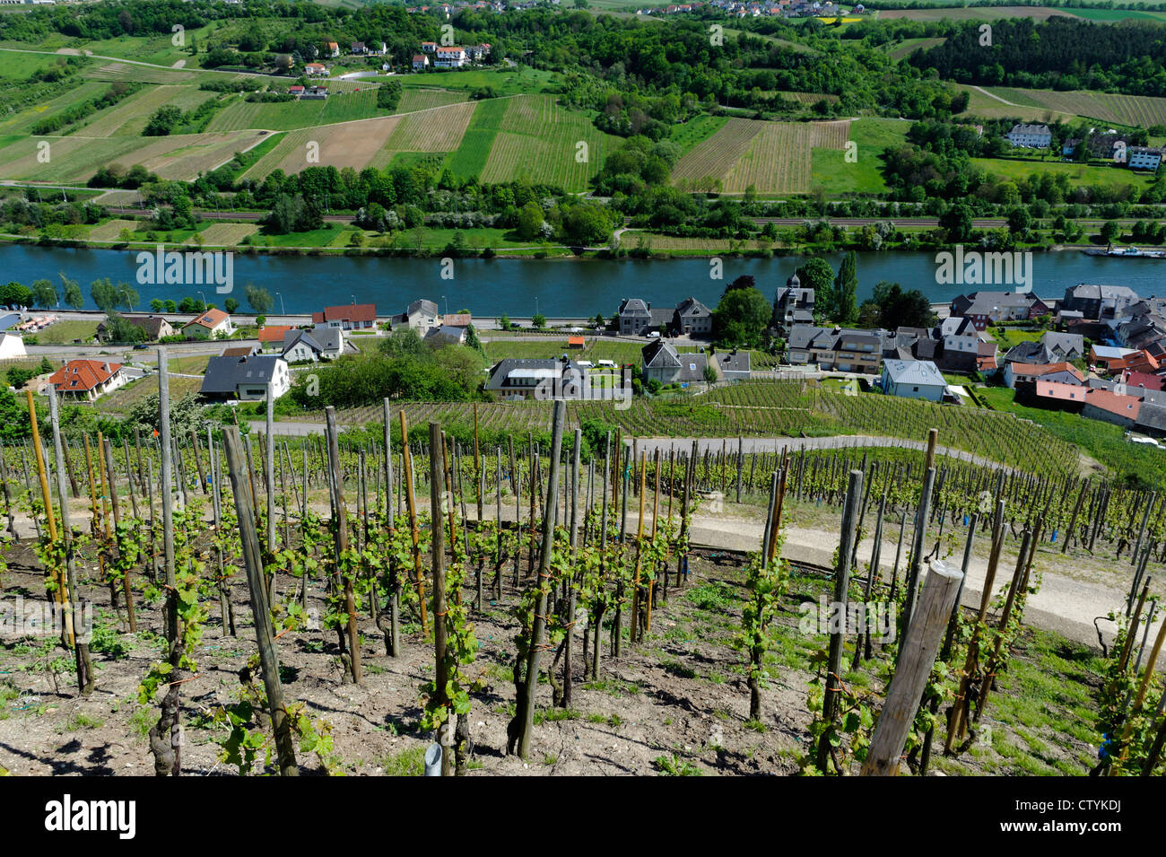 Vineyard 'Köppchen' near Wormeldange, river Moselle, Luxembourg Stock Photo