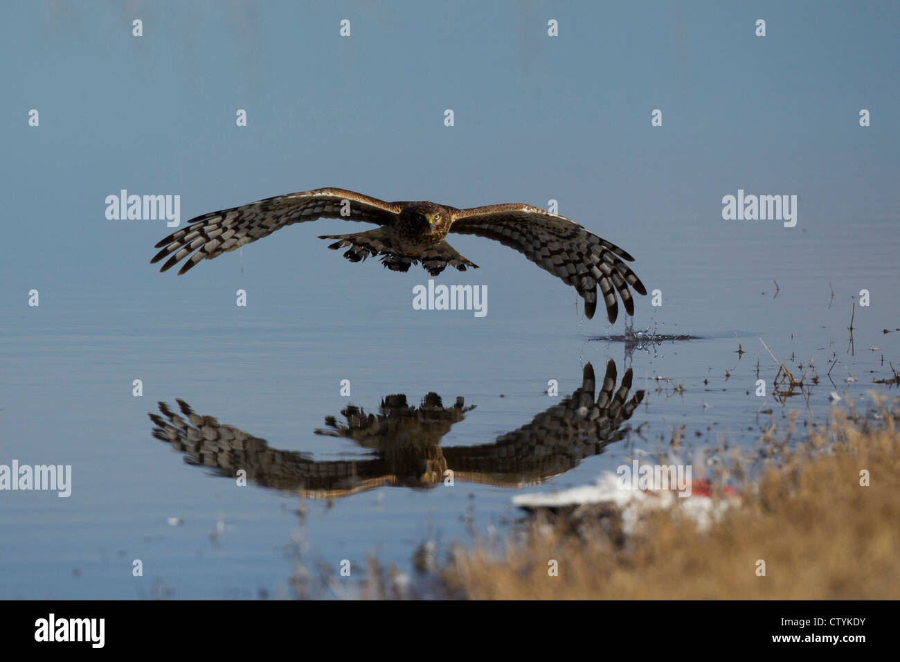 Northern Harrier (Circus cyaneus) adult hunting, Bosque del Apache National Wildlife Refuge , New Mexico, USA Stock Photo