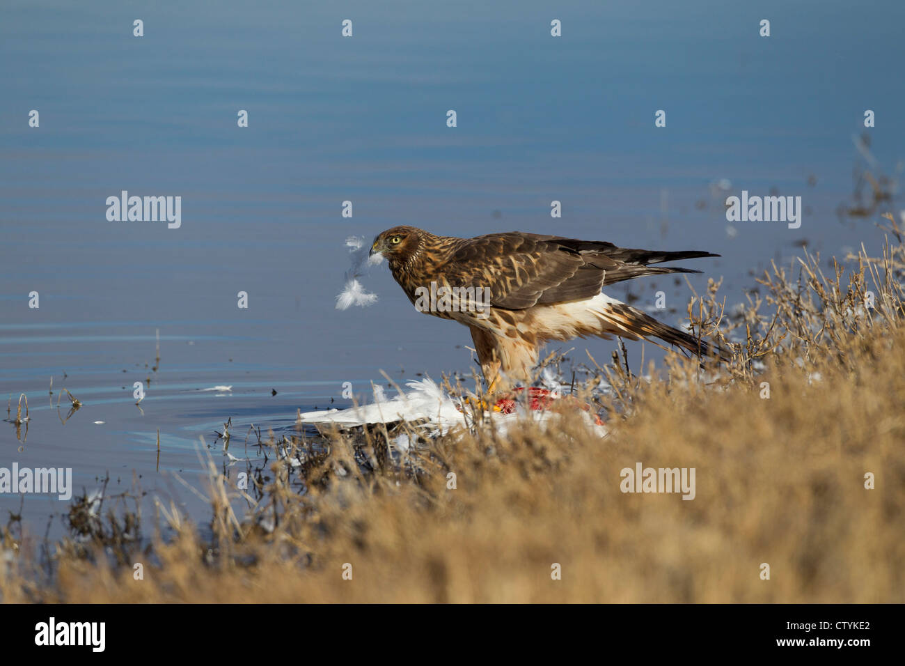 Northern Harrier (Circus cyaneus) adult feeding, Bosque del Apache National Wildlife Refuge , New Mexico, USA Stock Photo