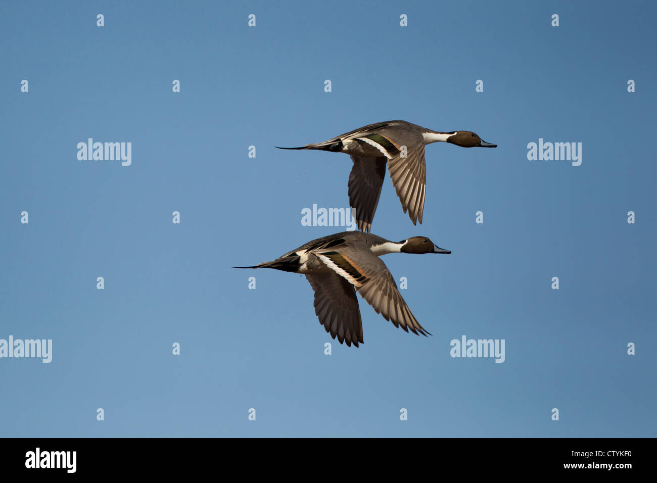 Northern Pintail (Anas acuta) adults flying, Bosque del Apache National Wildlife Refuge , New Mexico, USA Stock Photo