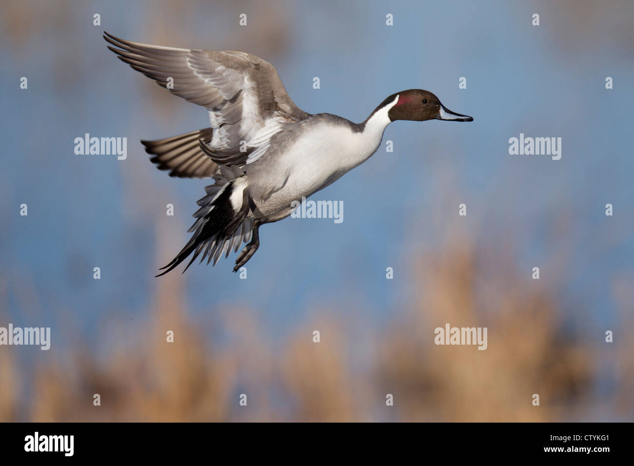 Northern Pintail (Anas acuta) adult flying, Bosque del Apache National Wildlife Refuge , New Mexico, USA Stock Photo