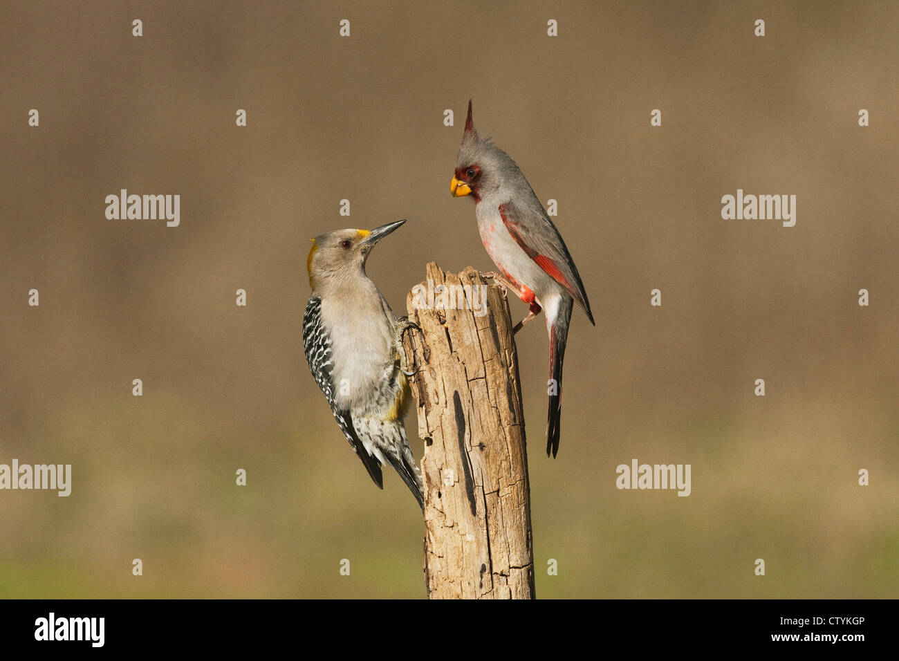 Pyrrhuloxia (Cardinalis sinuatus), male and Golden-fronted Woodpecker (Melanerpes aurifrons) perched, Starr County, Texas Stock Photo