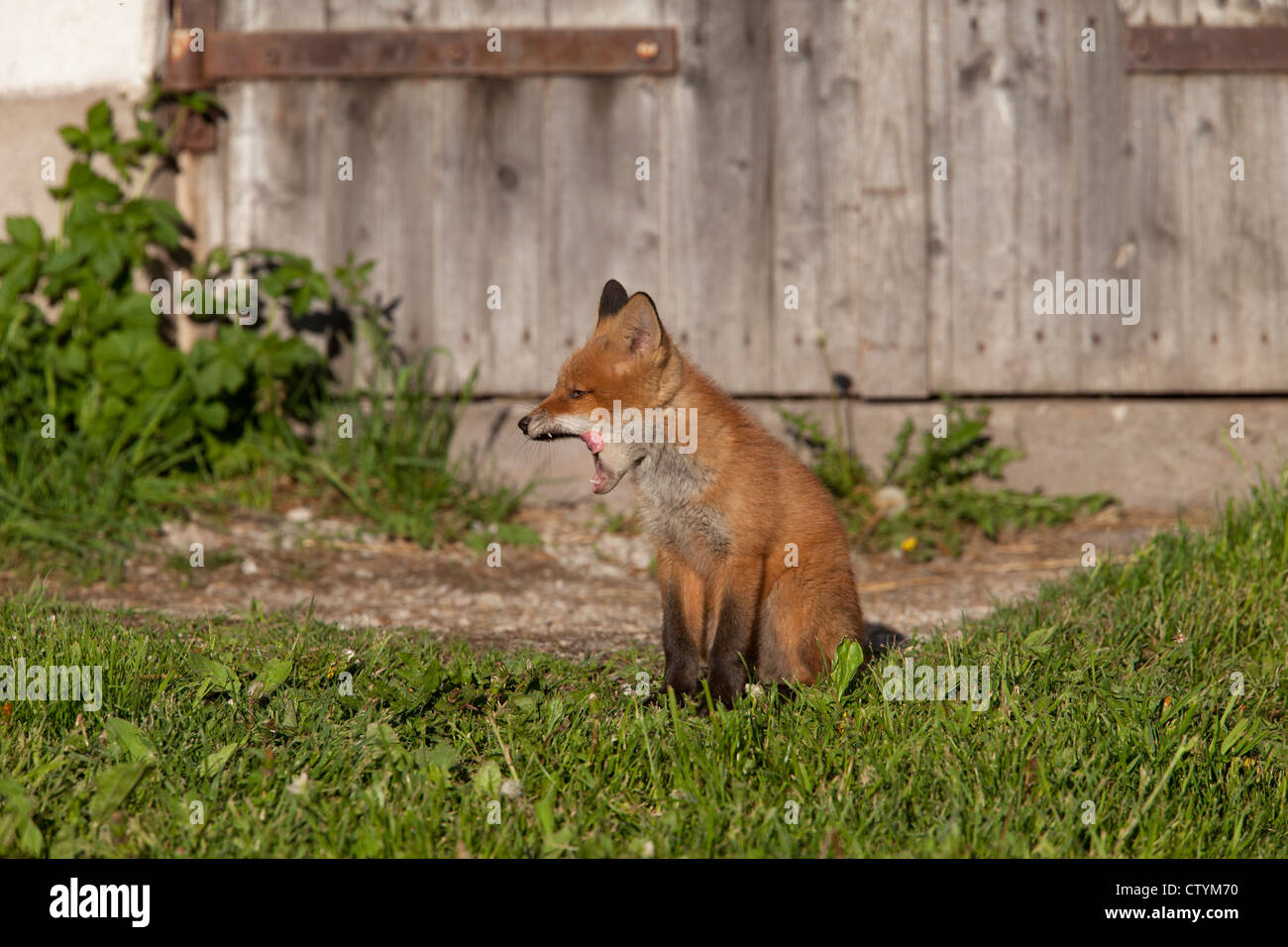 Fox cub sitting in the sun and yawns Stock Photo