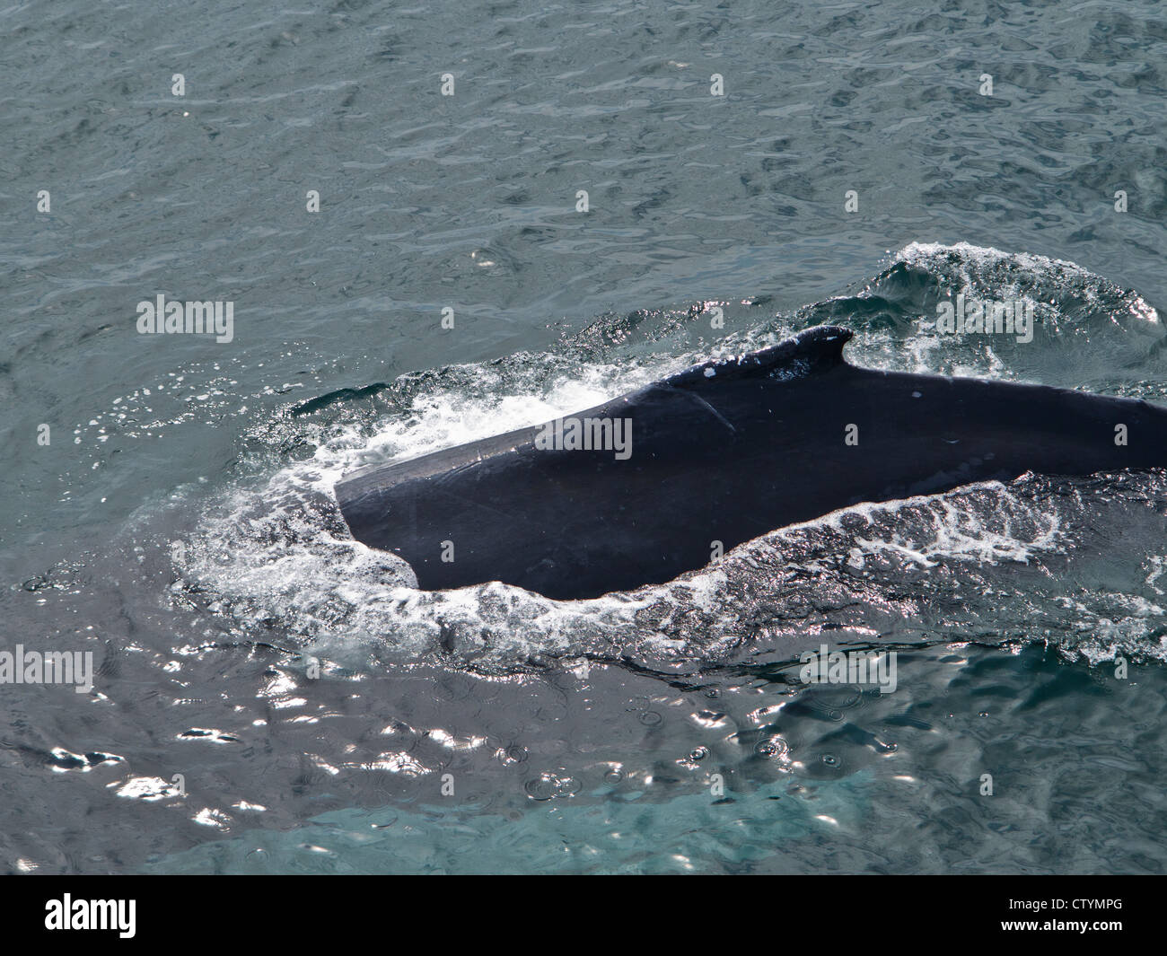 Many humpback whales are dependable returnees to the Stellwagen Bank Sanctuary every summer. Stock Photo