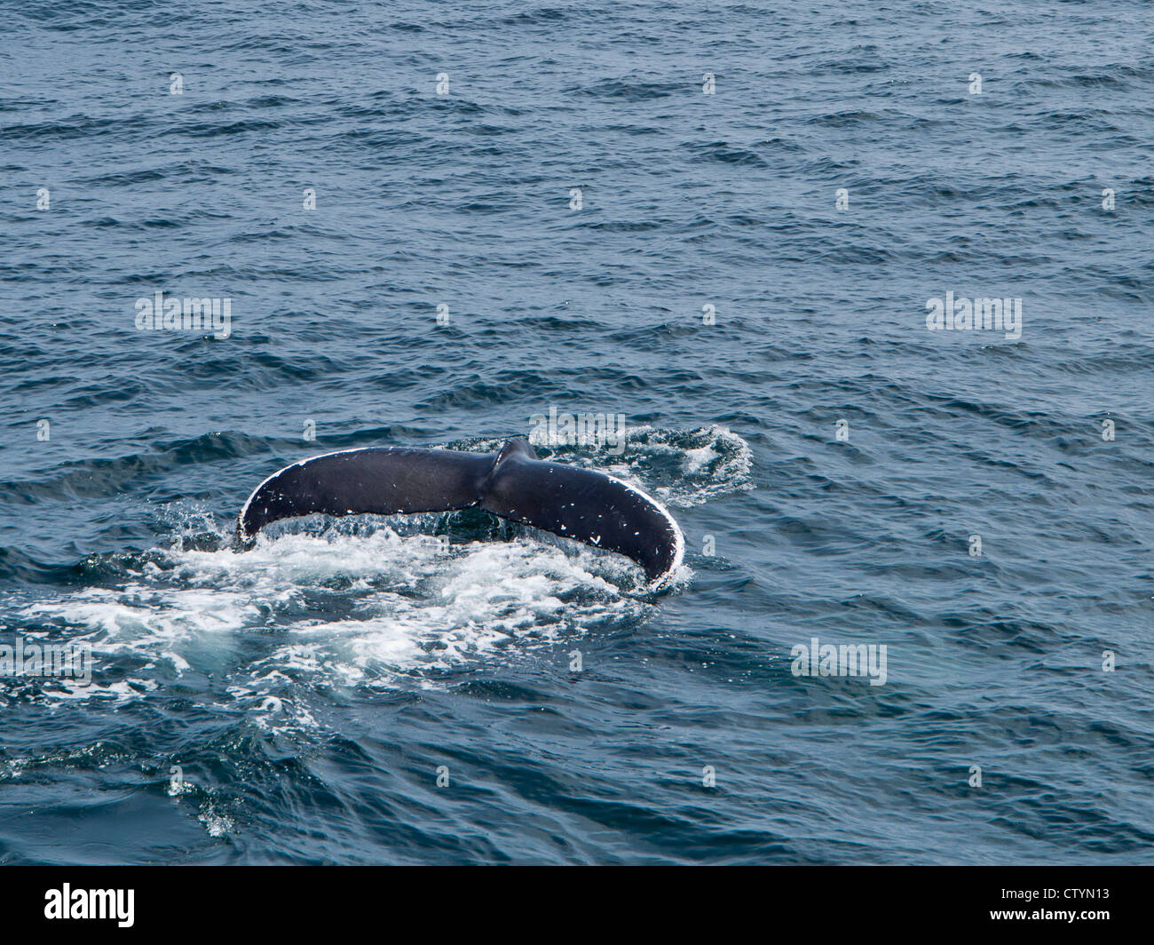 Many humpback whales are dependable returnees to the Stellwagen Bank Sanctuary every summer. Stock Photo