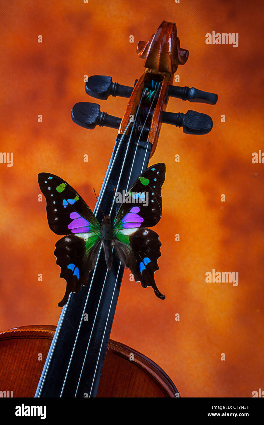 Black and purple butterfly on violin Stock Photo
