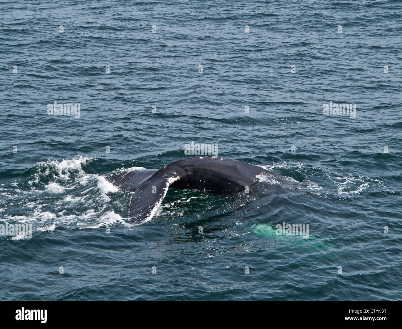 Many humpback whales are dependable returnees to the Stellwagen Bank Sanctuary every summer. Stock Photo