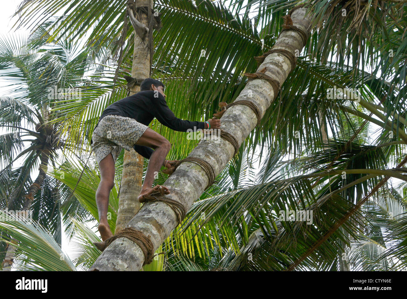 Toddy tapper climbing coconut palm tree, Sri Lanka Stock Photo