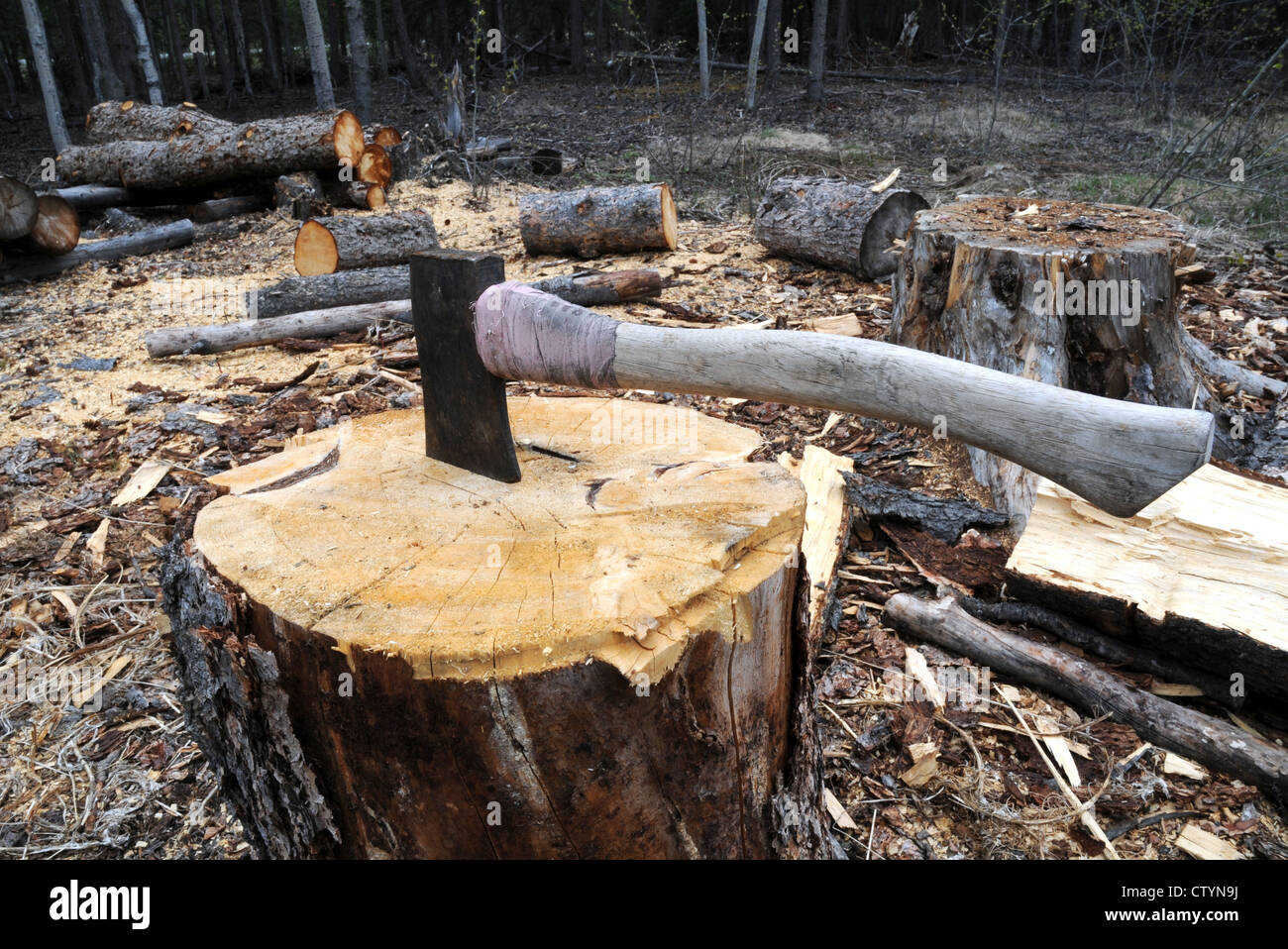 A large wood cutting axe, or splitting maul, resting on a chopping block with nearby logs in the forest near Whitehorse, southern Yukon, Canada. Stock Photo
