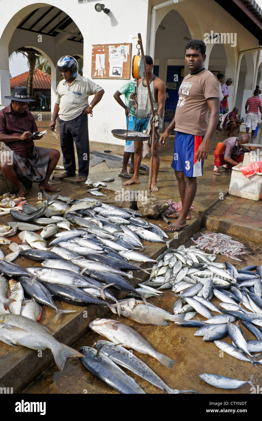 Sri lankan fish market hires stock photography and images Alamy