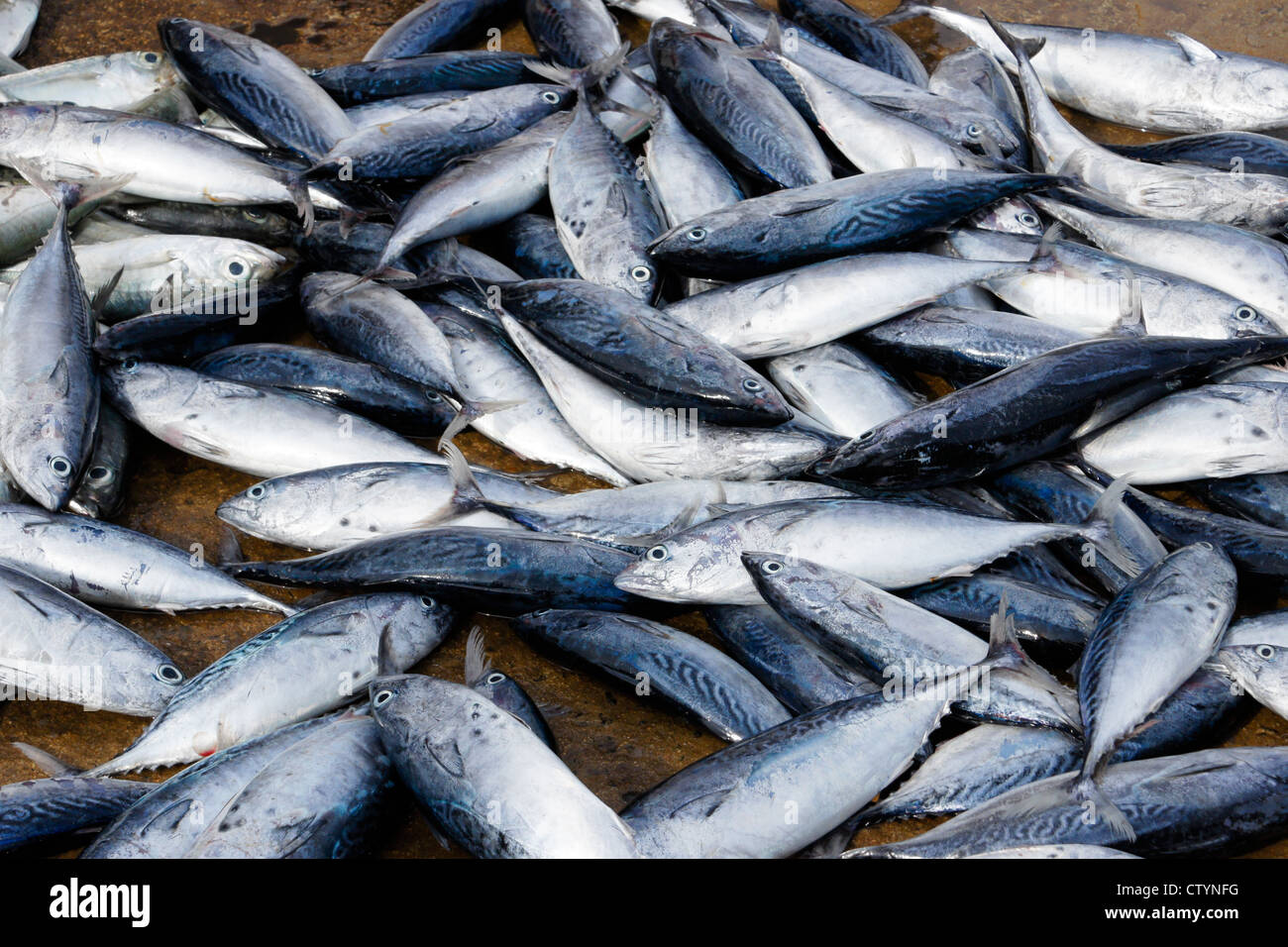 Sri lankan fish market hires stock photography and images Alamy