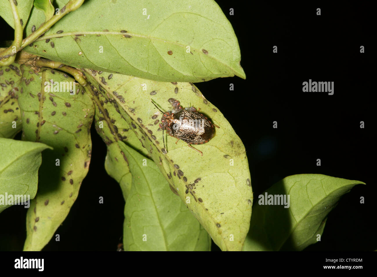 Rain forest bug beetle insect on leaf Stock Photo